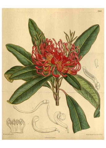 Reproducción/Reproduction 35667518440: Curtis's botanical magazine.. London ; New York [etc.] :Academic Press [etc.]