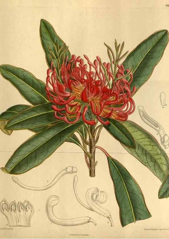 Reproducción/Reproduction 35667518440: Curtis's botanical magazine.. London ; New York [etc.] :Academic Press [etc.]