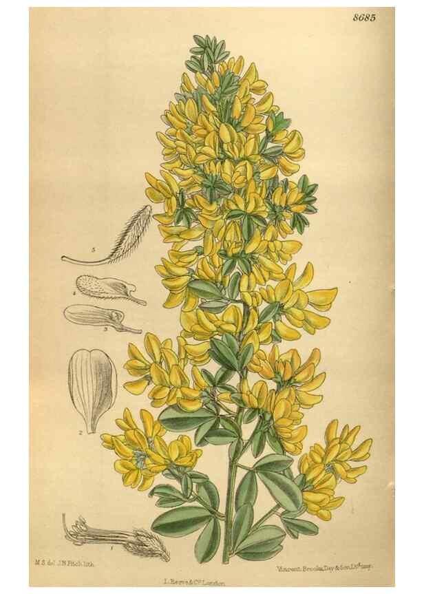 Reproducción/Reproduction 35885843982: Curtis's botanical magazine.. London ; New York [etc.] :Academic Press [etc.]