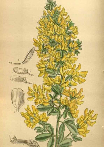 Reproducción/Reproduction 35885843982: Curtis's botanical magazine.. London ; New York [etc.] :Academic Press [etc.]