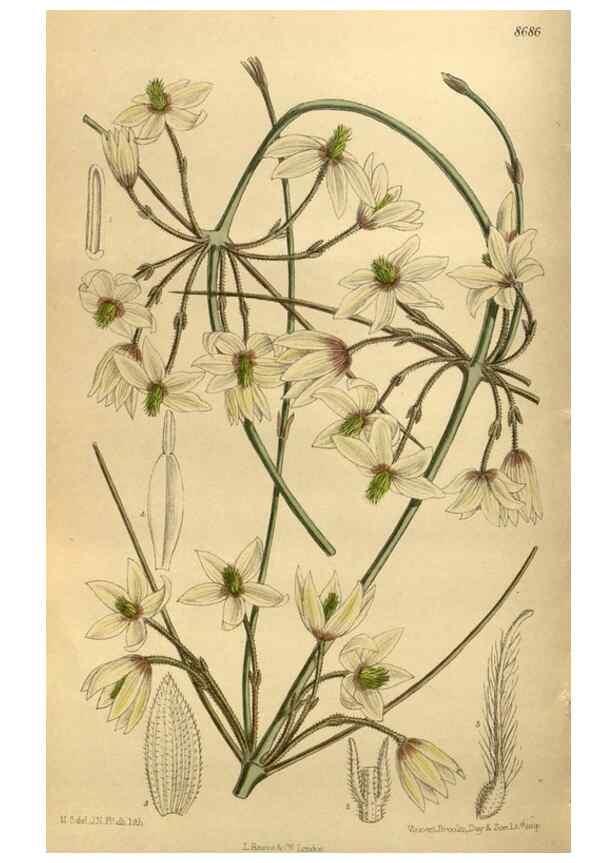 Reproducción/Reproduction 35885846392: Curtis's botanical magazine.. London ; New York [etc.] :Academic Press [etc.]