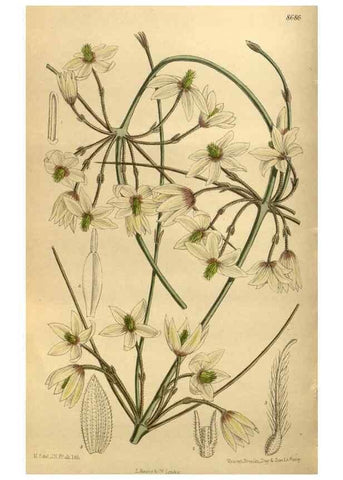 Reproducción/Reproduction 35885846392: Curtis's botanical magazine.. London ; New York [etc.] :Academic Press [etc.]