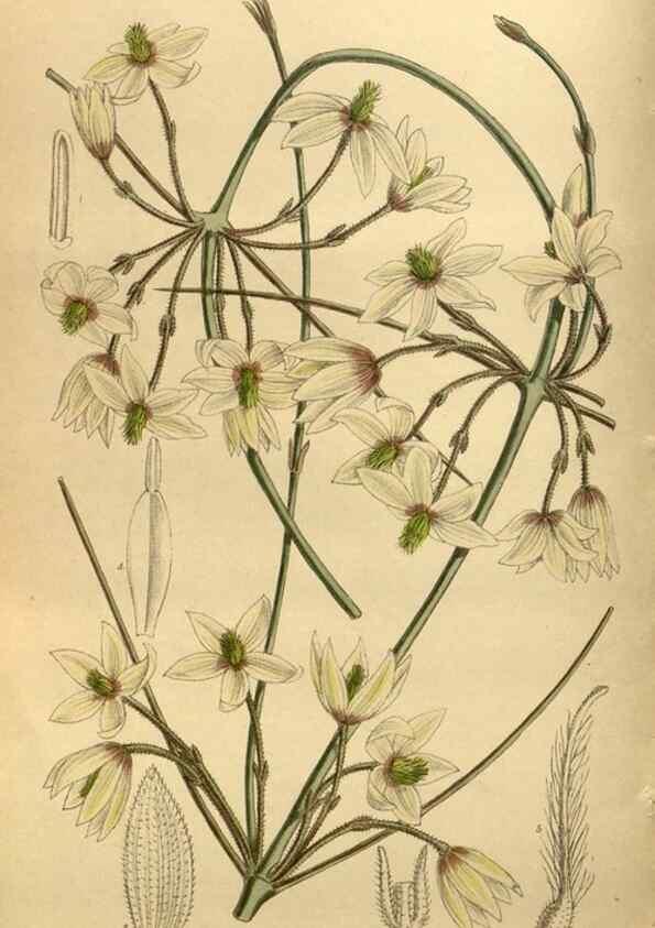 Reproducción/Reproduction 35885846392: Curtis's botanical magazine.. London ; New York [etc.] :Academic Press [etc.]