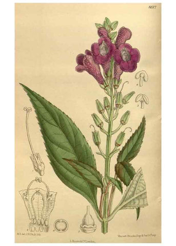 Reproducción/Reproduction 35885848602: Curtis's botanical magazine.. London ; New York [etc.] :Academic Press [etc.]
