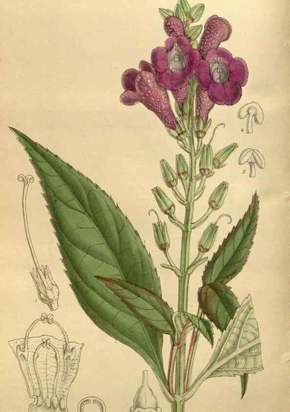 Reproducción/Reproduction 35885848602: Curtis's botanical magazine.. London ; New York [etc.] :Academic Press [etc.]