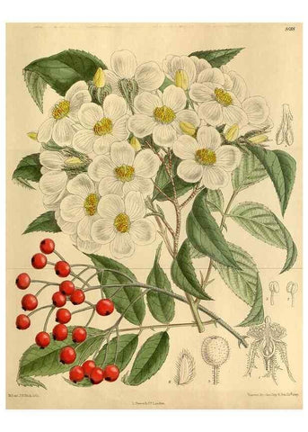 Reproducción/Reproduction 35885850492: Curtis's botanical magazine.. London ; New York [etc.] :Academic Press [etc.]