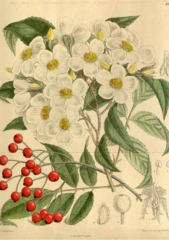 Reproducción/Reproduction 35885850492: Curtis's botanical magazine.. London ; New York [etc.] :Academic Press [etc.]