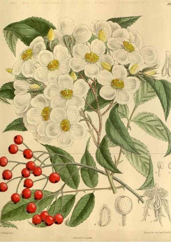 Reproducción/Reproduction 35885850492: Curtis's botanical magazine.. London ; New York [etc.] :Academic Press [etc.]