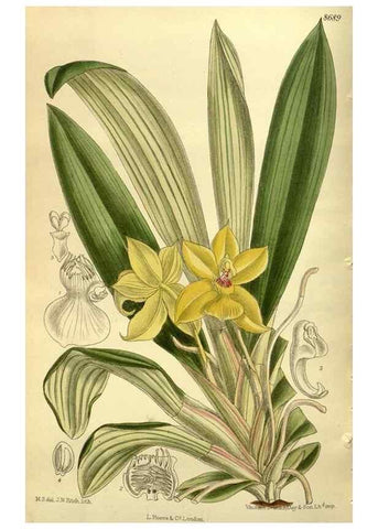 Reproducción/Reproduction 35667530110: Curtis's botanical magazine.. London ; New York [etc.] :Academic Press [etc.]