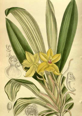 Reproducción/Reproduction 35667530110: Curtis's botanical magazine.. London ; New York [etc.] :Academic Press [etc.]