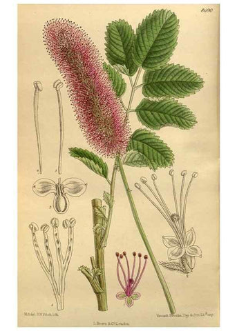 Reproducción/Reproduction 35885856152: Curtis's botanical magazine.. London ; New York [etc.] :Academic Press [etc.]