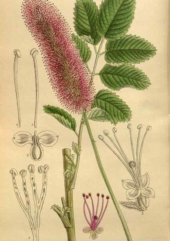 Reproducción/Reproduction 35885856152: Curtis's botanical magazine.. London ; New York [etc.] :Academic Press [etc.]