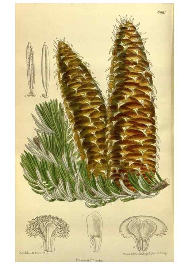 Reproducción/Reproduction 35667535790: Curtis's botanical magazine.. London ; New York [etc.] :Academic Press [etc.]