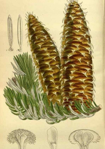 Reproducción/Reproduction 35667535790: Curtis's botanical magazine.. London ; New York [etc.] :Academic Press [etc.]