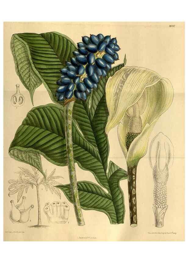 Reproducción/Reproduction 35248286583: Curtis's botanical magazine.. London ; New York [etc.] :Academic Press [etc.]