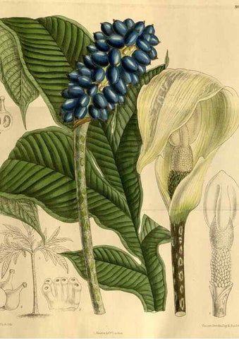 Reproducción/Reproduction 35248286583: Curtis's botanical magazine.. London ; New York [etc.] :Academic Press [etc.]