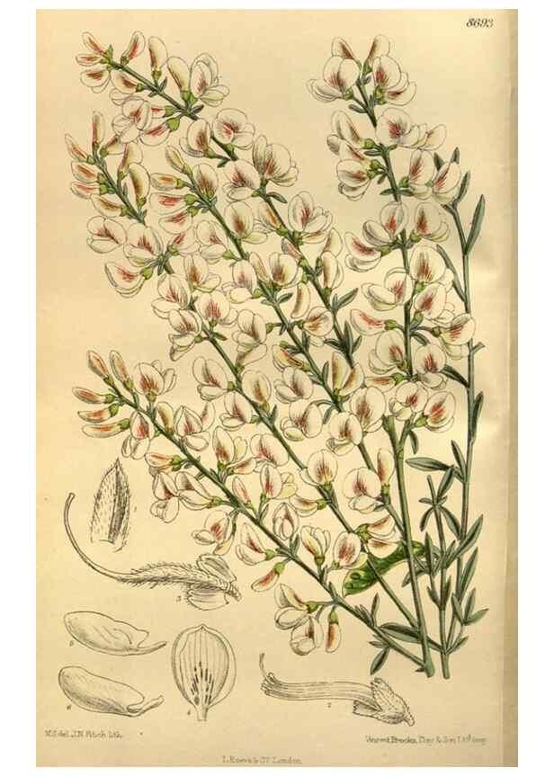 Reproducción/Reproduction 35248290103: Curtis's botanical magazine.. London ; New York [etc.] :Academic Press [etc.]