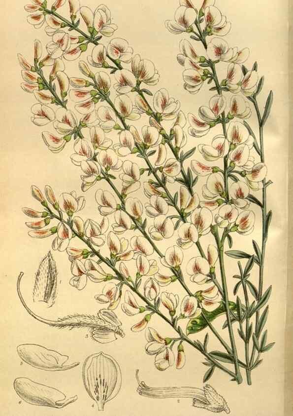Reproducción/Reproduction 35248290103: Curtis's botanical magazine.. London ; New York [etc.] :Academic Press [etc.]