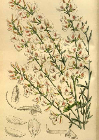 Reproducción/Reproduction 35248290103: Curtis's botanical magazine.. London ; New York [etc.] :Academic Press [etc.]