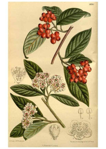 Reproducción/Reproduction 35248293433: Curtis's botanical magazine.. London ; New York [etc.] :Academic Press [etc.]