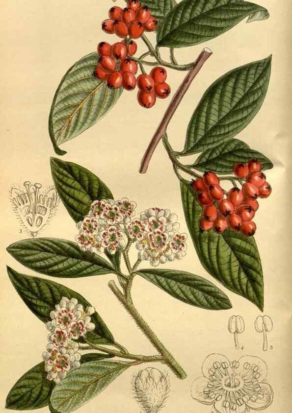 Reproducción/Reproduction 35248293433: Curtis's botanical magazine.. London ; New York [etc.] :Academic Press [etc.]