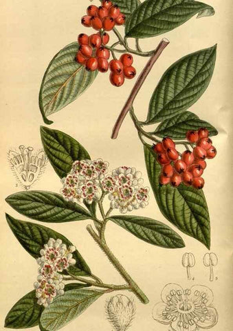 Reproducción/Reproduction 35248293433: Curtis's botanical magazine.. London ; New York [etc.] :Academic Press [etc.]