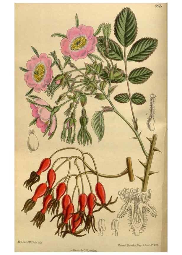 Reproducción/Reproduction 35667503180: Curtis's botanical magazine.. London ; New York [etc.] :Academic Press [etc.]