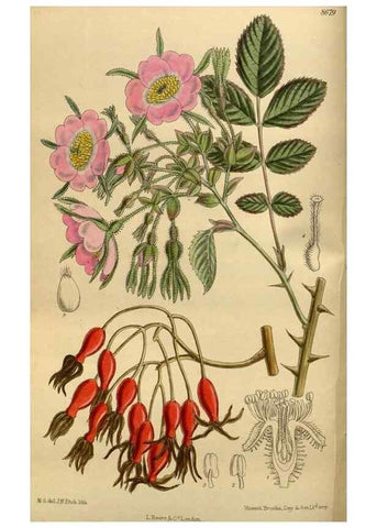 Reproducción/Reproduction 35667503180: Curtis's botanical magazine.. London ; New York [etc.] :Academic Press [etc.]