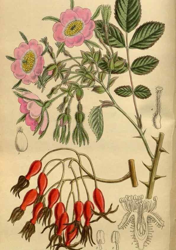 Reproducción/Reproduction 35667503180: Curtis's botanical magazine.. London ; New York [etc.] :Academic Press [etc.]