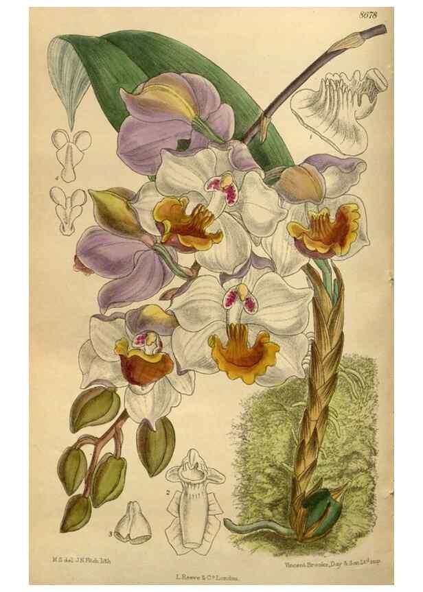 Reproducción/Reproduction 35667499950: Curtis's botanical magazine.. London ; New York [etc.] :Academic Press [etc.]