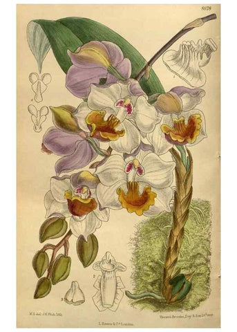 Reproducción/Reproduction 35667499950: Curtis's botanical magazine.. London ; New York [etc.] :Academic Press [etc.]