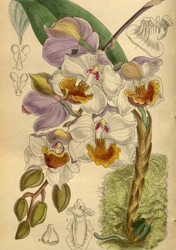 Reproducción/Reproduction 35667499950: Curtis's botanical magazine.. London ; New York [etc.] :Academic Press [etc.]