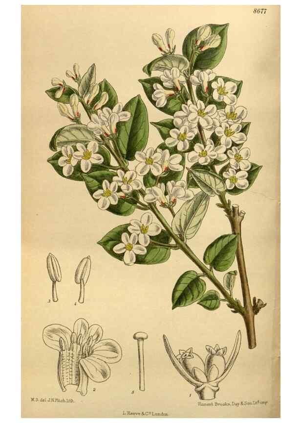 Reproducción/Reproduction 35667497110: Curtis's botanical magazine.. London ; New York [etc.] :Academic Press [etc.]