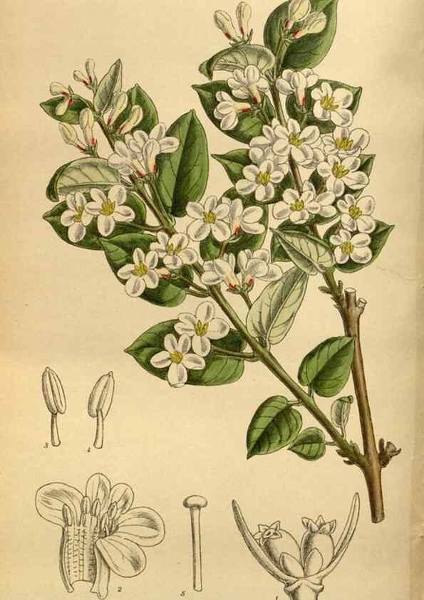 Reproducción/Reproduction 35667497110: Curtis's botanical magazine.. London ; New York [etc.] :Academic Press [etc.]