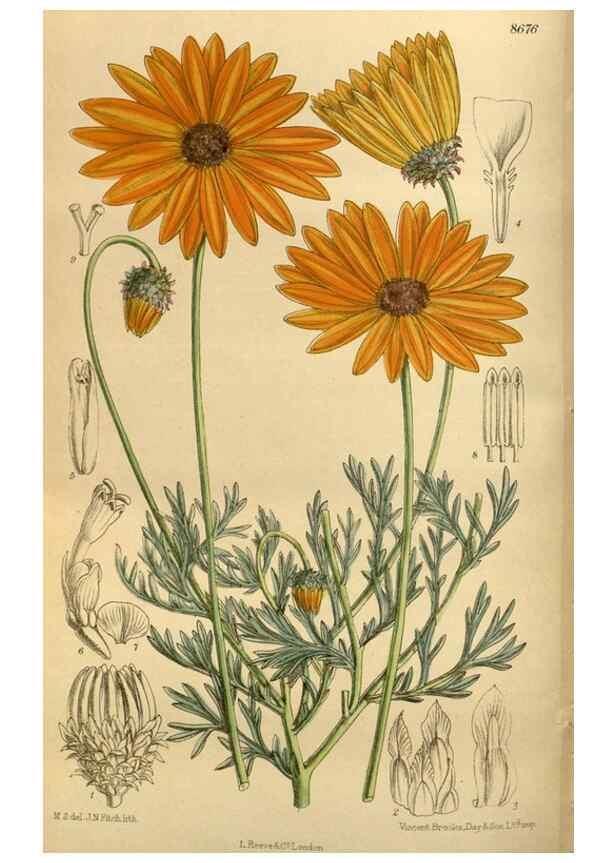 Reproducción/Reproduction 35667494750: Curtis's botanical magazine.. London ; New York [etc.] :Academic Press [etc.]