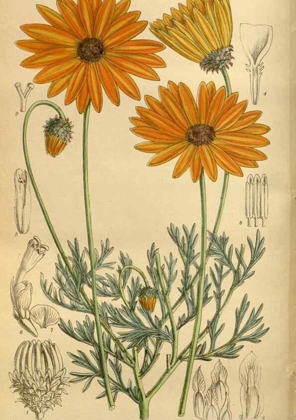 Reproducción/Reproduction 35667494750: Curtis's botanical magazine.. London ; New York [etc.] :Academic Press [etc.]