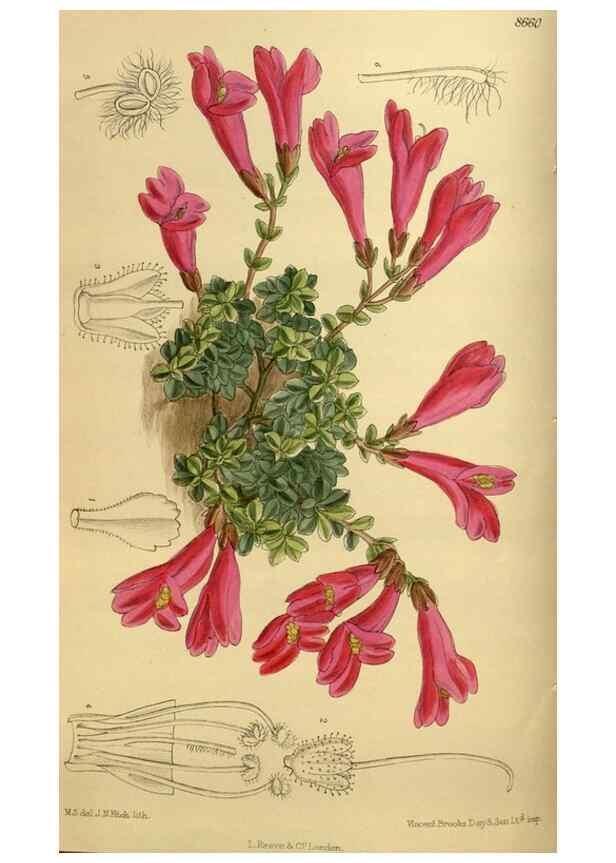Reproducción/Reproduction 36057121835: Curtis's botanical magazine.. London ; New York [etc.] :Academic Press [etc.]