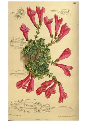 Reproducción/Reproduction 36057121835: Curtis's botanical magazine.. London ; New York [etc.] :Academic Press [etc.]