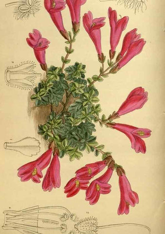 Reproducción/Reproduction 36057121835: Curtis's botanical magazine.. London ; New York [etc.] :Academic Press [etc.]