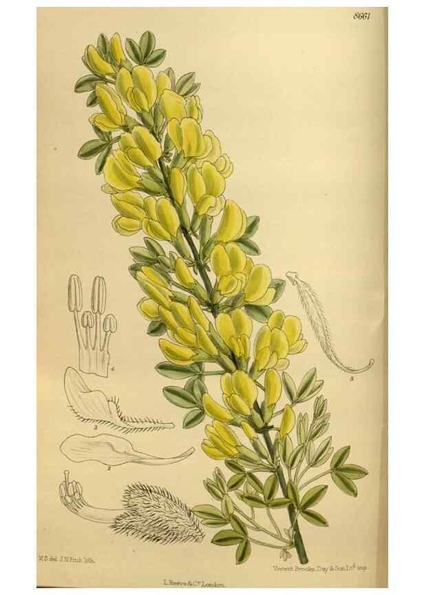 Reproducción/Reproduction 36057126315: Curtis's botanical magazine.. London ; New York [etc.] :Academic Press [etc.]