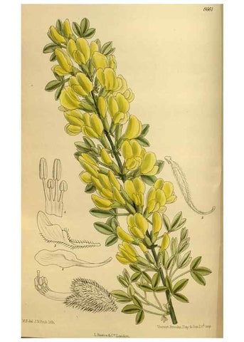 Reproducción/Reproduction 36057126315: Curtis's botanical magazine.. London ; New York [etc.] :Academic Press [etc.]