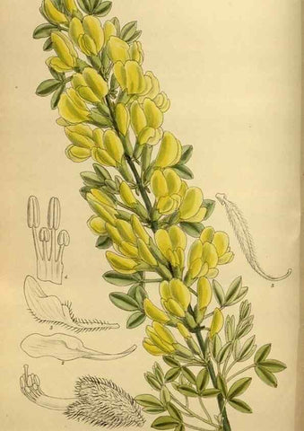 Reproducción/Reproduction 36057126315: Curtis's botanical magazine.. London ; New York [etc.] :Academic Press [etc.]