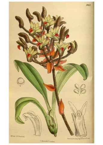 Reproducción/Reproduction 36015630096: Curtis's botanical magazine.. London ; New York [etc.] :Academic Press [etc.]