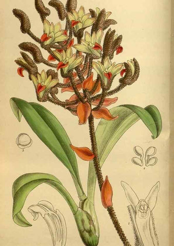 Reproducción/Reproduction 36015630096: Curtis's botanical magazine.. London ; New York [etc.] :Academic Press [etc.]