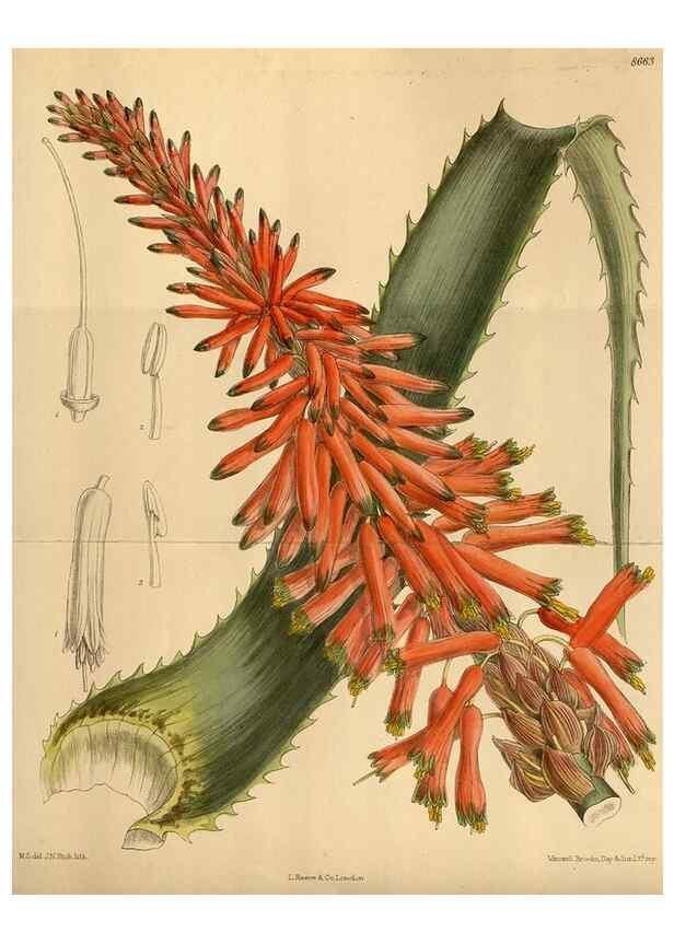 Reproducción/Reproduction 36015630826: Curtis's botanical magazine.. London ; New York [etc.] :Academic Press [etc.]