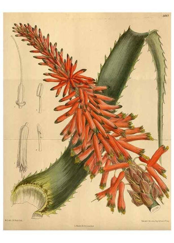 Reproducción/Reproduction 36015630826: Curtis's botanical magazine.. London ; New York [etc.] :Academic Press [etc.]