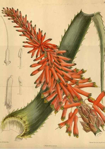 Reproducción/Reproduction 36015630826: Curtis's botanical magazine.. London ; New York [etc.] :Academic Press [etc.]