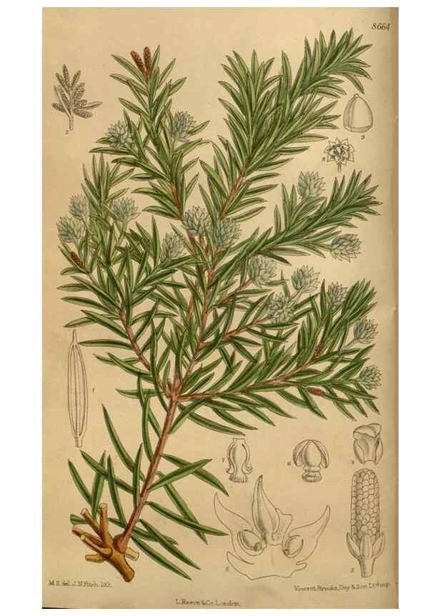 Reproducción/Reproduction 36015632246: Curtis's botanical magazine.. London ; New York [etc.] :Academic Press [etc.]