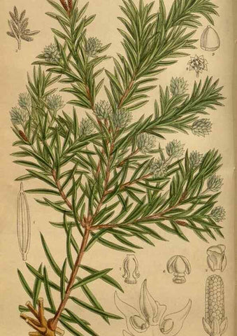 Reproducción/Reproduction 36015632246: Curtis's botanical magazine.. London ; New York [etc.] :Academic Press [etc.]