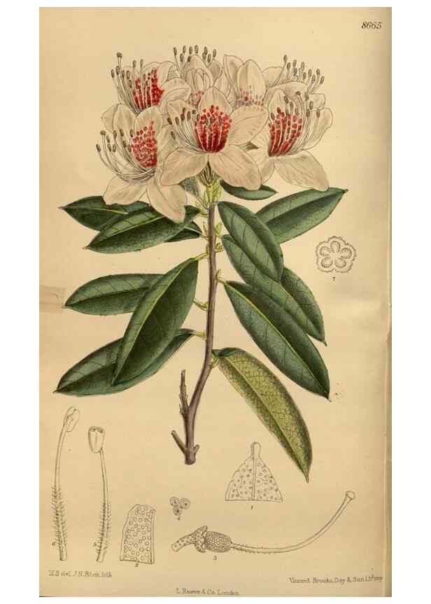 Reproducción/Reproduction 36015633366: Curtis's botanical magazine.. London ; New York [etc.] :Academic Press [etc.]